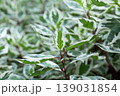 White And Green Ivory Halo Dogwood Leaf Closeup And Background 139031854
