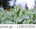 Detailed Macro View Of Ivory Halo Dogwood Leaf 139031856