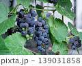 Bunches Of Little Grapes Ripen On The Vine 139031858