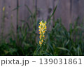Common Toadflax Outside A Backyard Fence 139031861