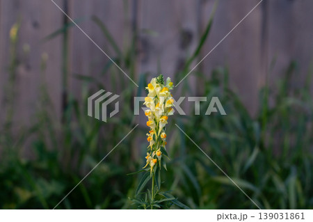 Common Toadflax Outside A Backyard Fence 139031861