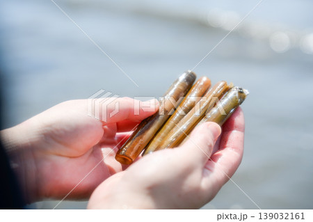 潮干狩りで採れたマテ貝を手に持つ女性 139032161