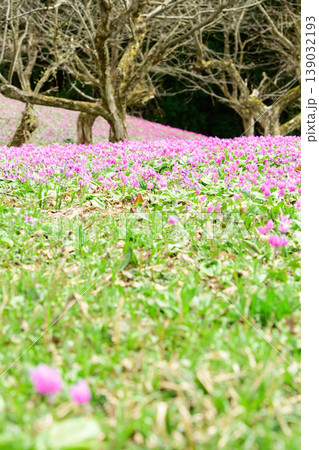 栗園一面に美しく咲くカタクリの花 秋田県 栗園一面に美しく咲くカタクリの花 秋田県 139032193