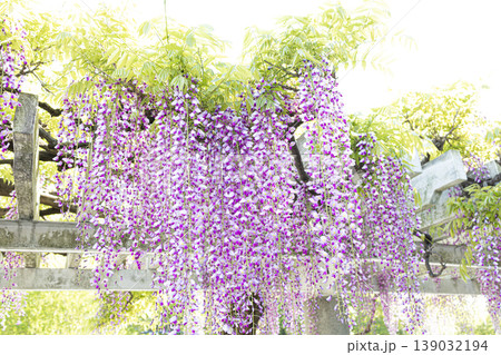 満開の藤棚に垂れ下がる美しい藤の花 139032194