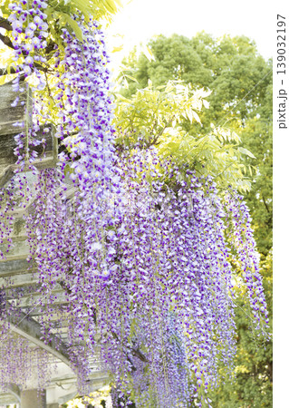 逆光に輝く満開の藤棚と藤の花 逆光に輝く満開の藤棚と藤の花 139032197