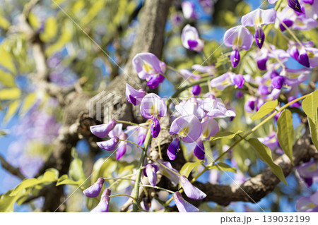青空に映える藤の花のアップ 139032199