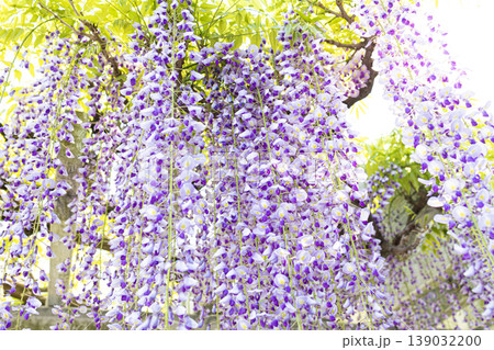 画面いっぱいに広がる満開の藤の花 139032200