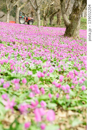 栗園一面に美しく咲くカタクリの花 秋田県 栗園一面に美しく咲くカタクリの花 秋田県 139032204