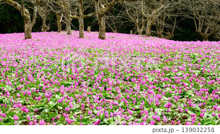 一面カタクリの花で覆われる春のクリ園 秋田県仙北市 一面カタクリの花で覆われる春のクリ園 秋田県仙北市 139032258
