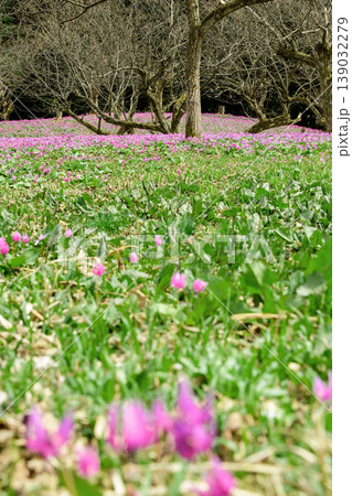春を告げるカタクリの花咲く栗園 秋田県 春を告げるカタクリの花咲く栗園 秋田県 139032279