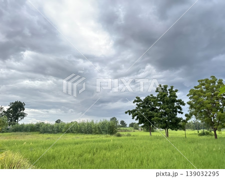 Dramatic Stormy Sky Over Lush Green Rice Field and Trees in Rural Landscape Dramatic Stormy Sky Over Lush Green Rice Field and Trees in Rural Landscape 139032295
