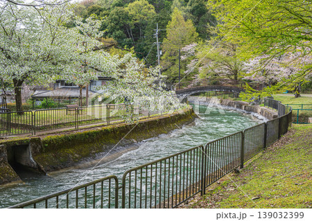 春の琵琶湖疏水 京都市 春の琵琶湖疏水 京都市 139032399