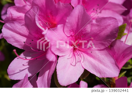 ツツジ 139032441