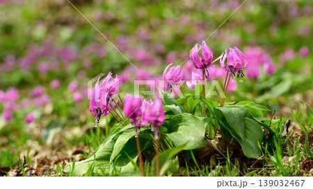 かたくり群生の郷 可憐なカタクリの花 秋田県 かたくり群生の郷 可憐なカタクリの花 秋田県 139032467