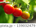 ミニトマト　グラデーション　2 139032479