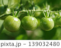 未熟ミニトマト　1 139032480