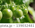 未熟ミニトマト　2 139032481