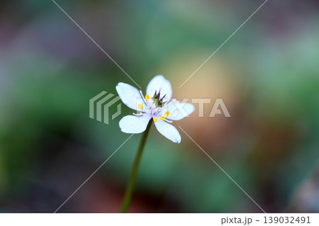 可愛い バイカオウレンの花 可愛い バイカオウレンの花 139032491