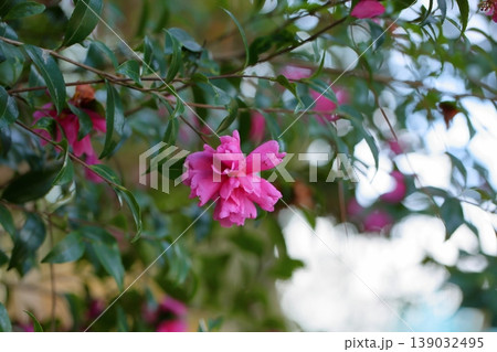 鮮やか　サザンカの花 139032495