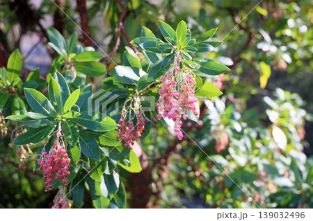 可愛い　ヒメイチゴノキの花 139032496