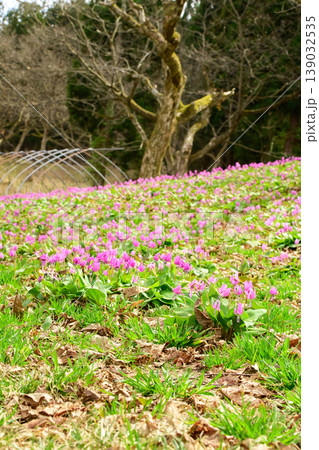 一面カタクリの花で覆われる春のクリ園　秋田県仙北市 139032535