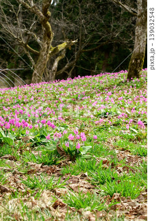 可愛いカタクリの花で覆われる春のクリ園　秋田県仙北市 139032548