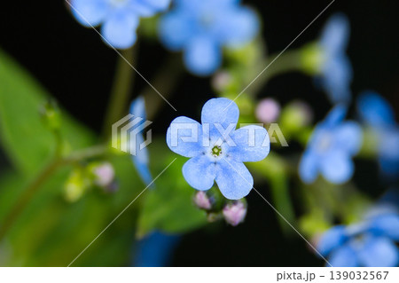 Delicate blue forget-me-not flowers bloom in soft focus with green leaves Delicate blue forget-me-not flowers bloom in soft focus with green leaves 139032567