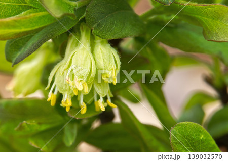 Delicate pale green honeysuckle flowers with yellow stamens bloom in spring 139032570