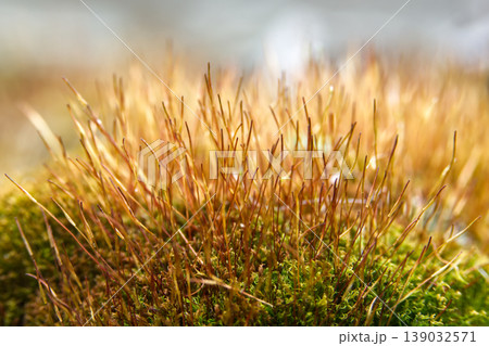 Close-up macro view of moss sporophytes with golden light and bokeh background Close-up macro view of moss sporophytes with golden light and bokeh background 139032571