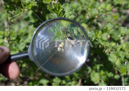 Exploring nature through a magnifying glass reveals hidden details in plants Exploring nature through a magnifying glass reveals hidden details in plants 139032572