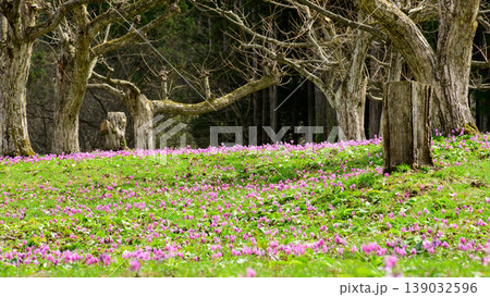 春を告げるカタクリの花咲く栗園　かたくり群生の郷　秋田県仙北市 139032596
