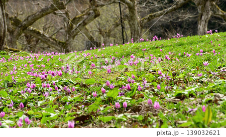 春を告げるカタクリの花咲く栗園 かたくり群生の郷 秋田県仙北市 春を告げるカタクリの花咲く栗園 かたくり群生の郷 秋田県仙北市 139032621