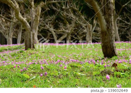 春を告げるカタクリの花咲く栗園　かたくり群生の郷　秋田県仙北市 139032649