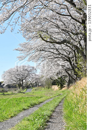 見沼田圃:春の農道 見沼田圃:春の農道 139032831