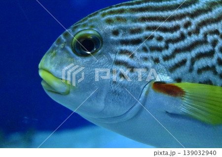 泳ぐ魚 139032940