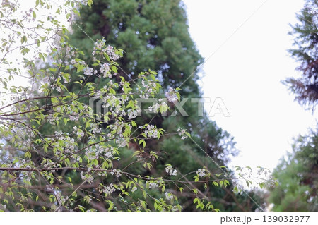 冬咲き ヒマラヤザクラの花 冬咲き ヒマラヤザクラの花 139032977