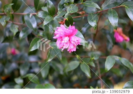 鮮やか サザンカの花 鮮やか サザンカの花 139032979