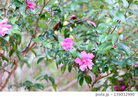 鮮やか　サザンカの花 139032990