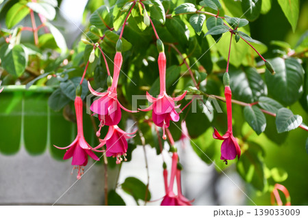 フクシア「スベンニー」　Fuchsia 'Svenny' 139033009
