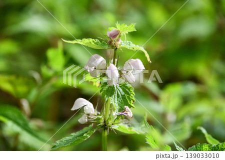 オドリコソウ　white dead-nettle 139033010