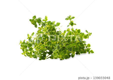 Green bunch of thyme ready for use in cooking, PNG 139033048