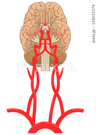 脳底の動脈 Arteries at the base of the brain 139033374