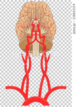脳底の動脈 Arteries at the base of the brain 139033374