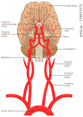 脳底の動脈 Arteries at the base of the brain 脳底の動脈 Arteries at the base of the brain 139033375