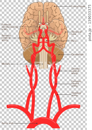 Arteries at the base of the brain 139033375