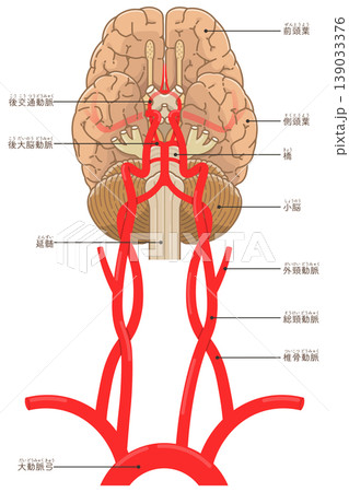 脳底の動脈 Arteries at the base of the brain 脳底の動脈 Arteries at the base of the brain 139033376