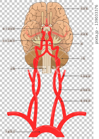 腦底部的動脈 腦底部的動脈 139033376