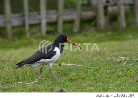 Eurasian Oystercatcher Standing on Grass Eurasian Oystercatcher Standing on Grass 139033384