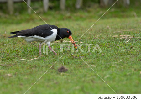 Eurasian Oystercatcher Standing on Grass 139033386