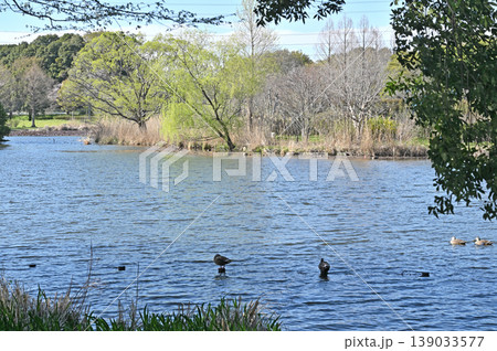 見沼田圃:見沼自然公園 見沼田圃:見沼自然公園 139033577